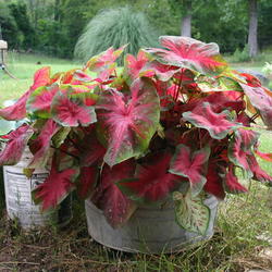 
Plants sent to me from Bill at Caladiums4less