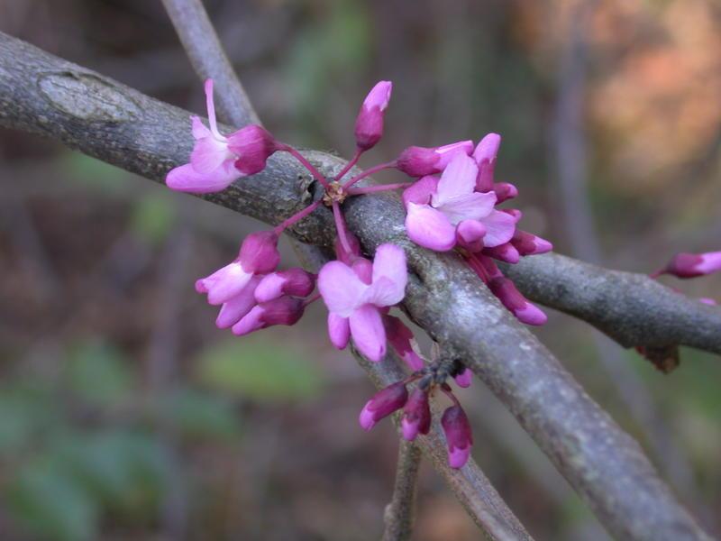 Photo of Eastern Redbud (Cercis canadensis) uploaded by dave