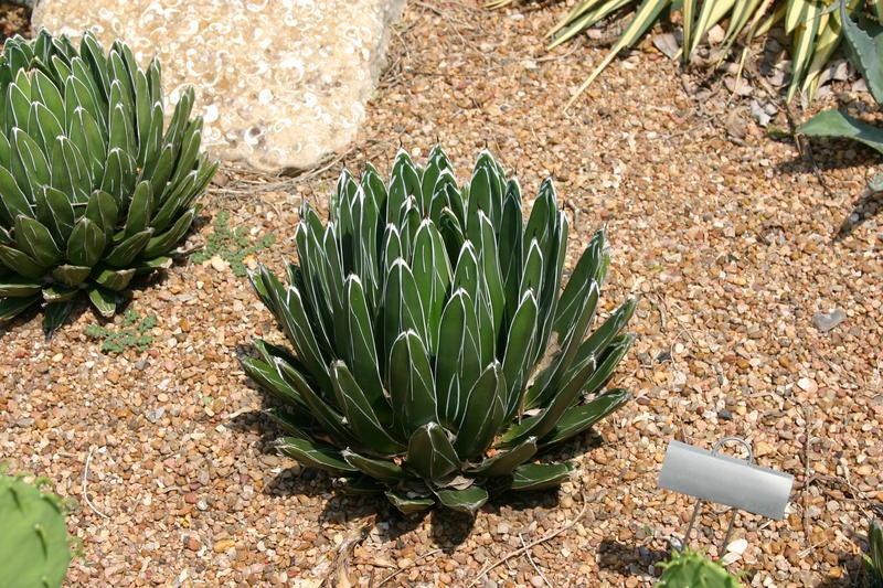 Photo of Queen Victoria Agave (Agave victoriae-reginae) uploaded by dave