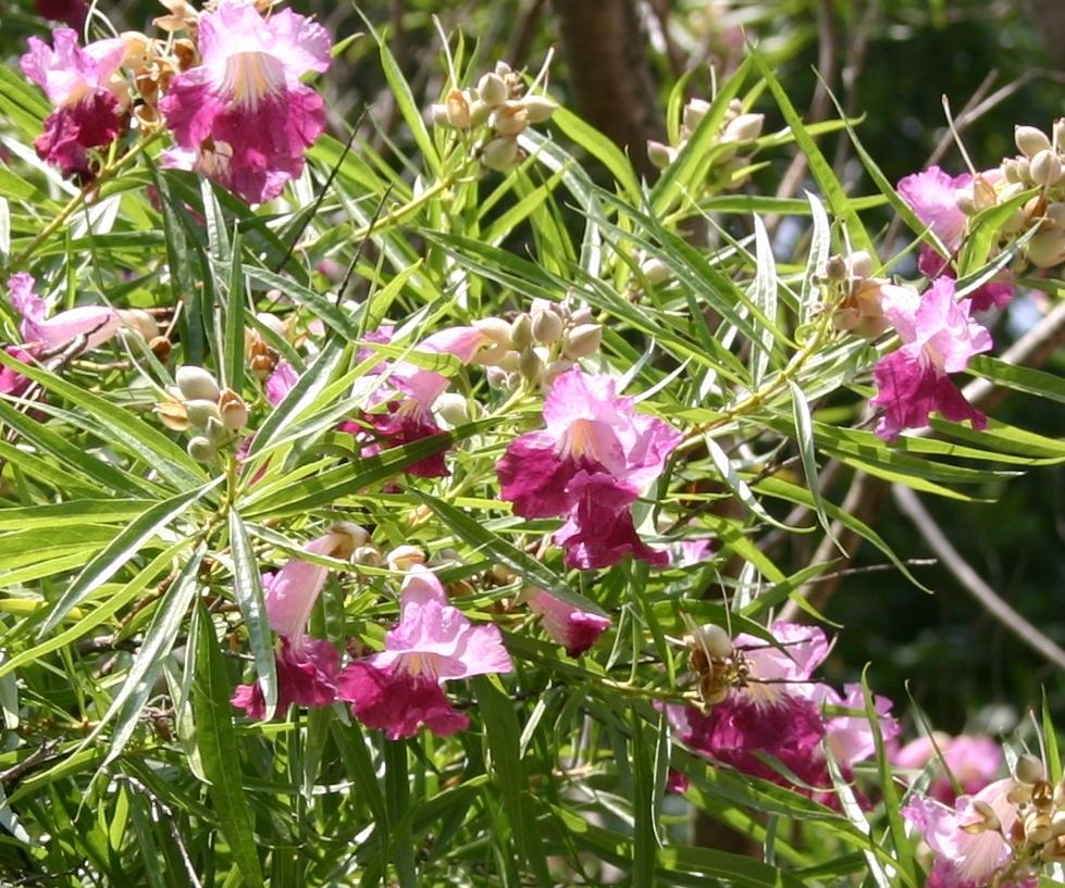 Photo of Desert Willow (Chilopsis linearis 'Bubba') uploaded by dave