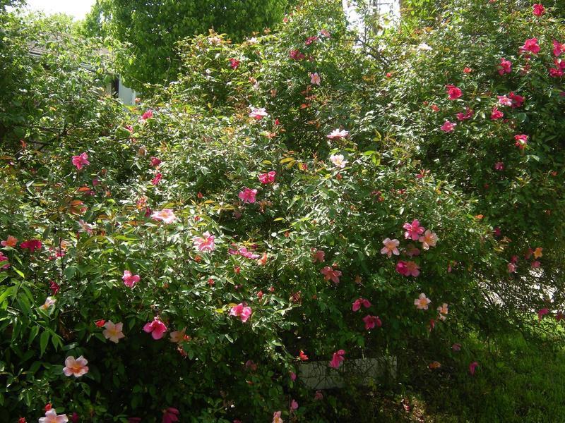 Photo of Rose (Rosa 'Mutabilis') uploaded by melva