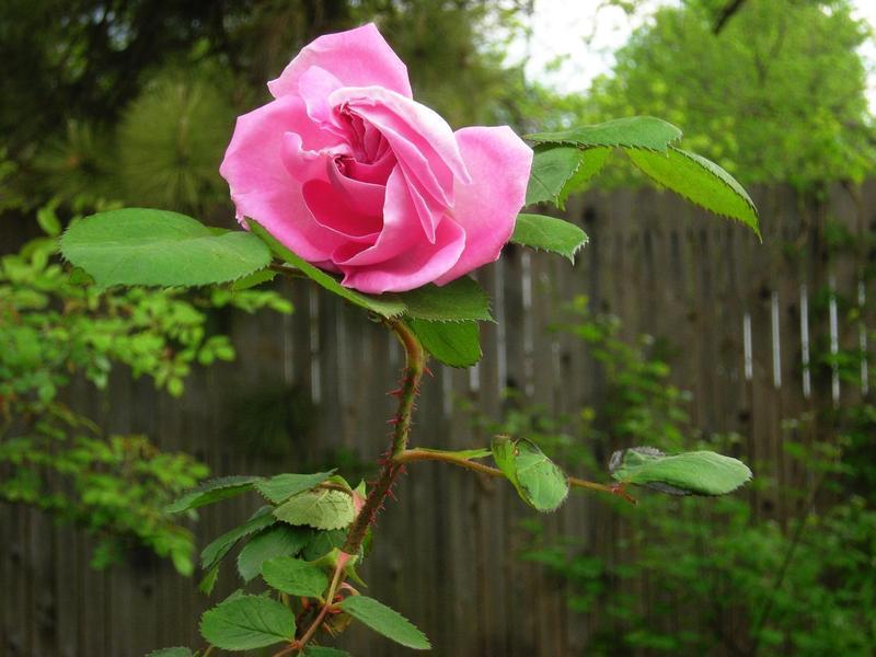 Photo of Rose (Rosa 'Conrad Ferdinand Meyer') uploaded by melva