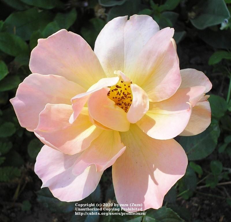 Photo of Rose (Rosa 'Angele Pernet') uploaded by zuzu