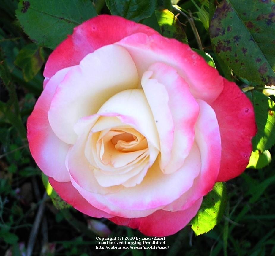 Photo of Rose (Rosa 'Angel Bells') uploaded by zuzu