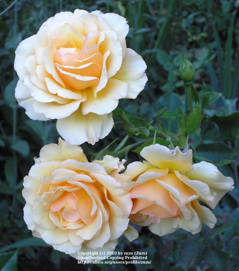 Photo of Rose (Rosa 'Anne Harkness') uploaded by zuzu