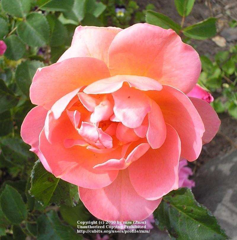 Photo of Rose (Rosa 'Angele Pernet') uploaded by zuzu