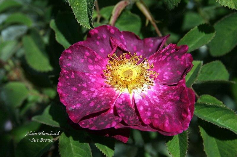 Photo of Rose (Rosa 'Alain Blanchard') uploaded by Calif_Sue