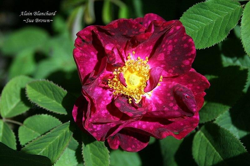 Photo of Rose (Rosa 'Alain Blanchard') uploaded by Calif_Sue