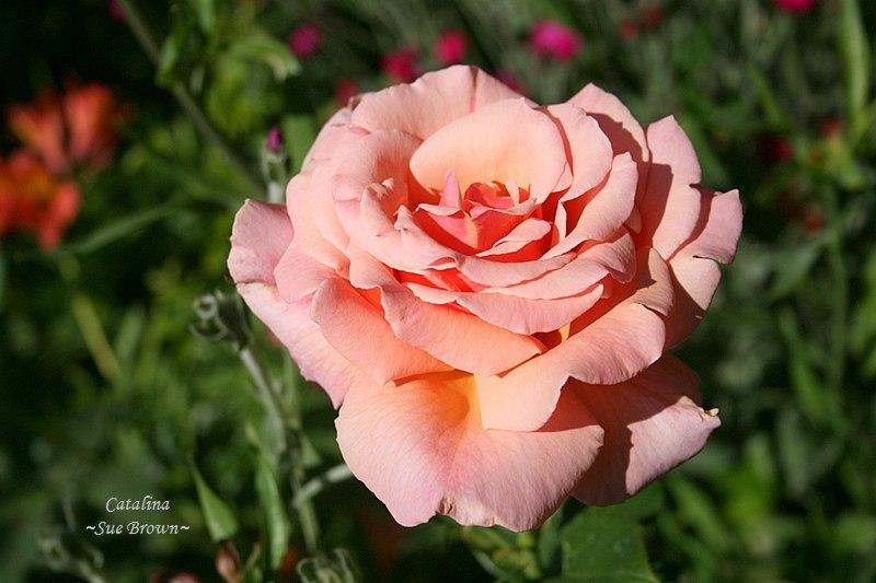 Photo of Rose (Rosa 'Catalina') uploaded by Calif_Sue