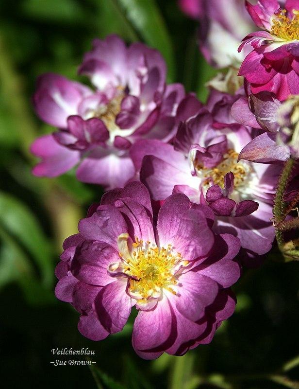 Photo of Rambling Rose (Rosa 'Veilchenblau') uploaded by Calif_Sue