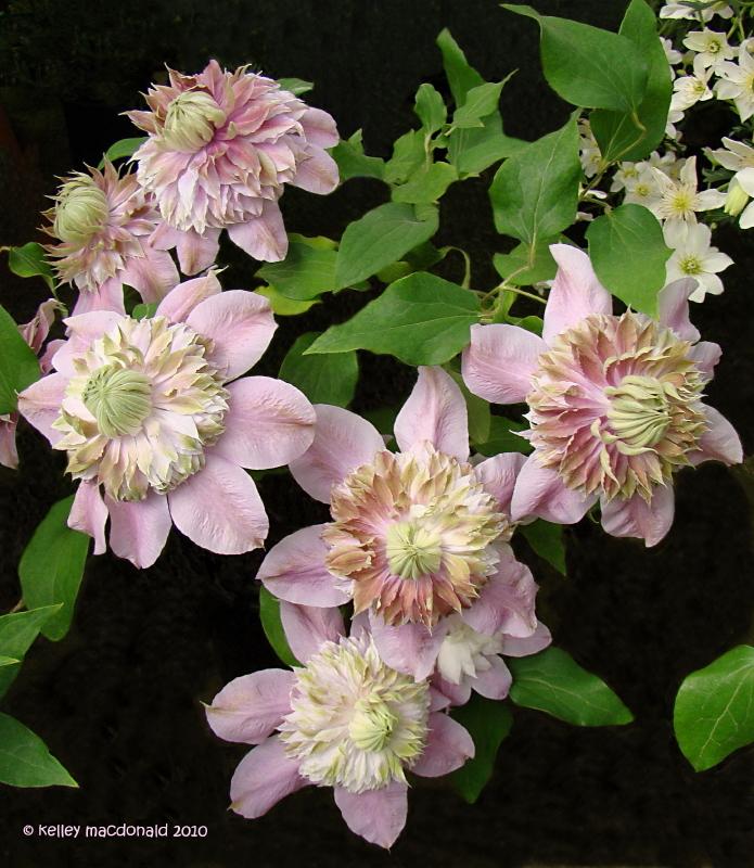 Photo of Clematis Josephine™ uploaded by Kell