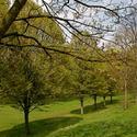 London's Green Parks
