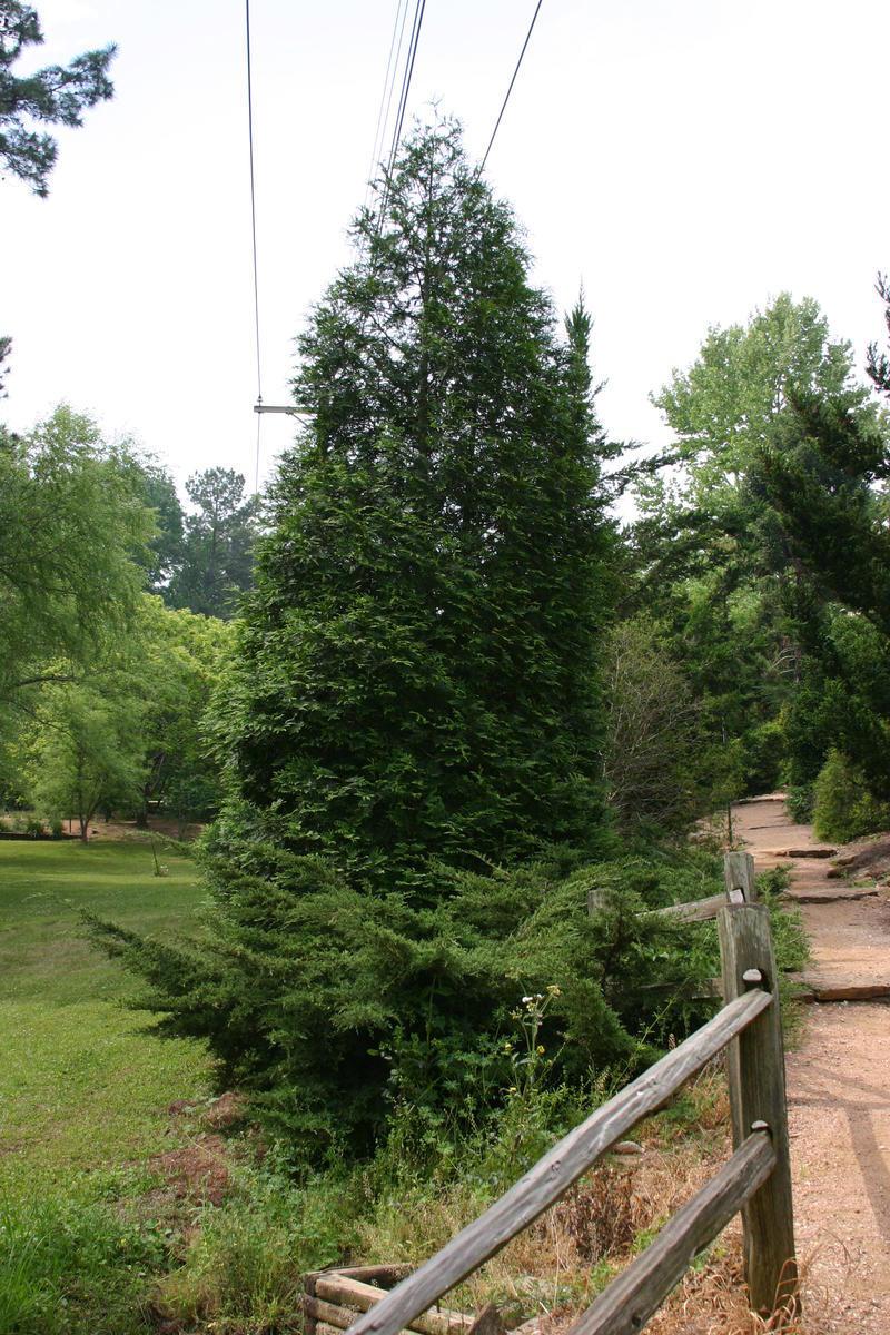 Photo of Arborvitae (Thuja 'Green Giant') uploaded by dave