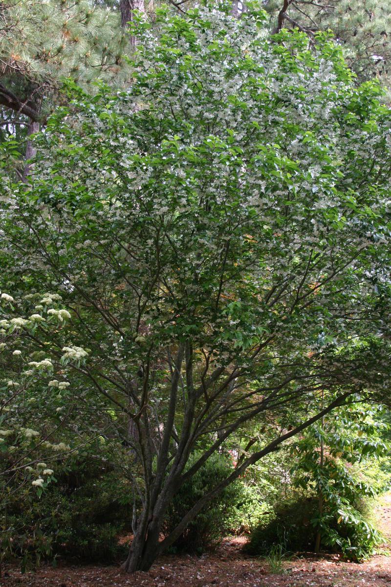 Photo of Styrax japonicus 'Emerald Pagoda' uploaded by dave