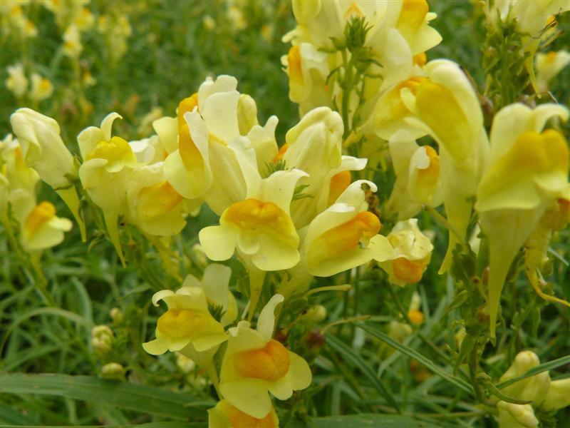 Photo of Butter And Eggs (Linaria vulgaris) uploaded by threegardeners