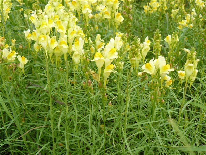 Photo of Butter And Eggs (Linaria vulgaris) uploaded by threegardeners