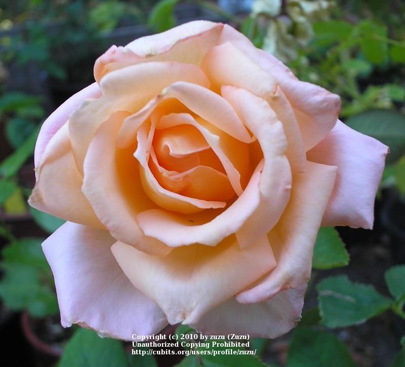 Photo of Rose (Rosa 'Apricot') uploaded by zuzu