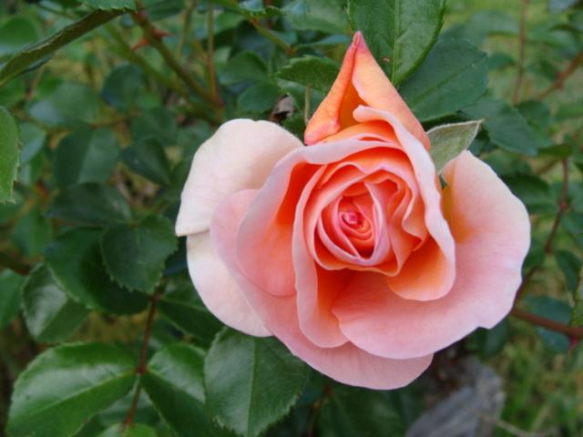 Photo of Rose (Rosa 'Sangerhauser Jubilaumsrose') uploaded by emoryterri