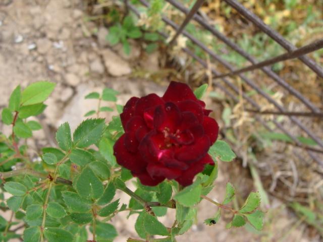 Photo of Rose (Rosa 'Red Cascade') uploaded by emoryterri