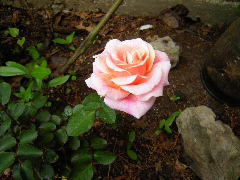 Photo of Rose (Rosa 'Dorcas') uploaded by melva