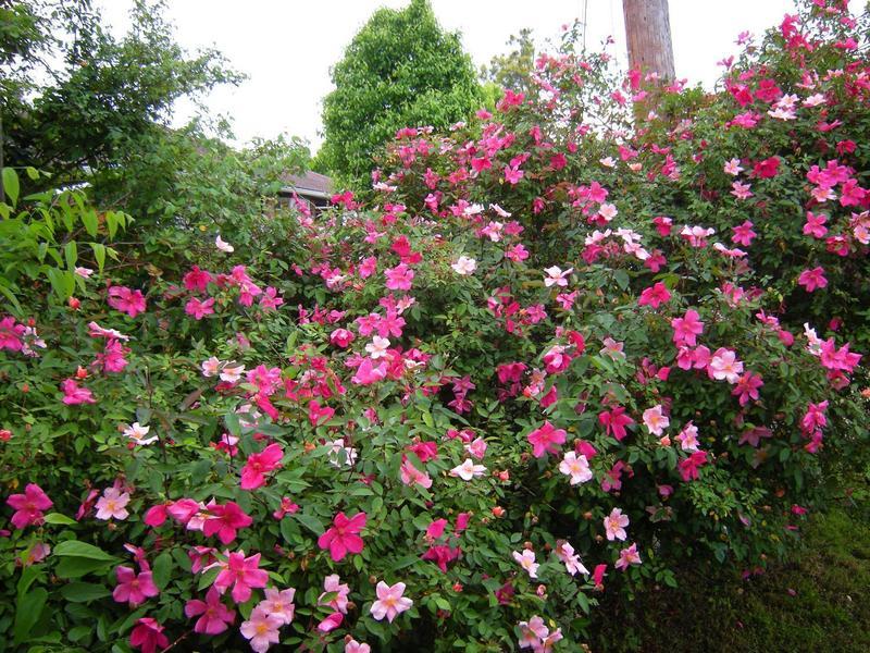 Photo of Rose (Rosa 'Mutabilis') uploaded by melva