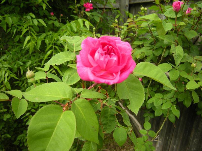 Photo of Rose (Rosa 'Malton') uploaded by melva