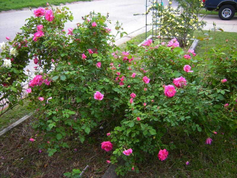 Photo of Rose (Rosa 'Carefree Beauty') uploaded by melva