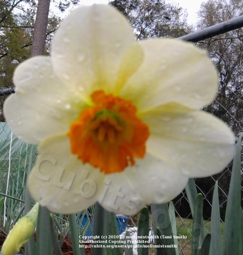 Photo of Small-Cupped Daffodil (Narcissus 'Barrett Browning') uploaded by mollymistsmith