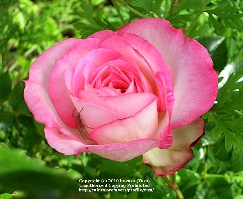 Photo of Rose (Rosa 'Harlekin') uploaded by zuzu