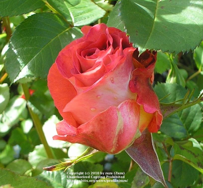 Photo of Rose (Rosa 'Leonidas') uploaded by zuzu