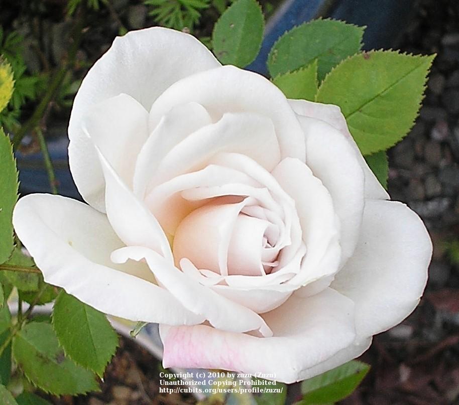 Photo of Rose (Rosa 'Smoke Signals') uploaded by zuzu