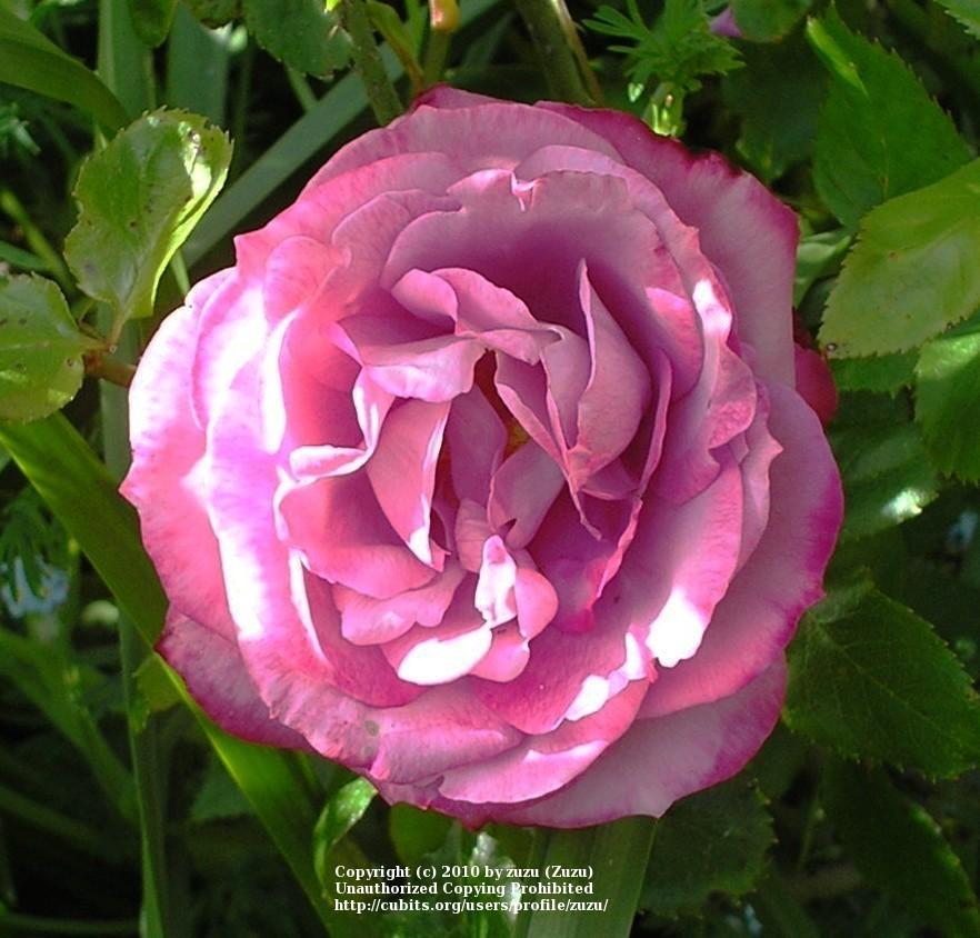 Photo of Rose (Rosa 'Blue River') uploaded by zuzu