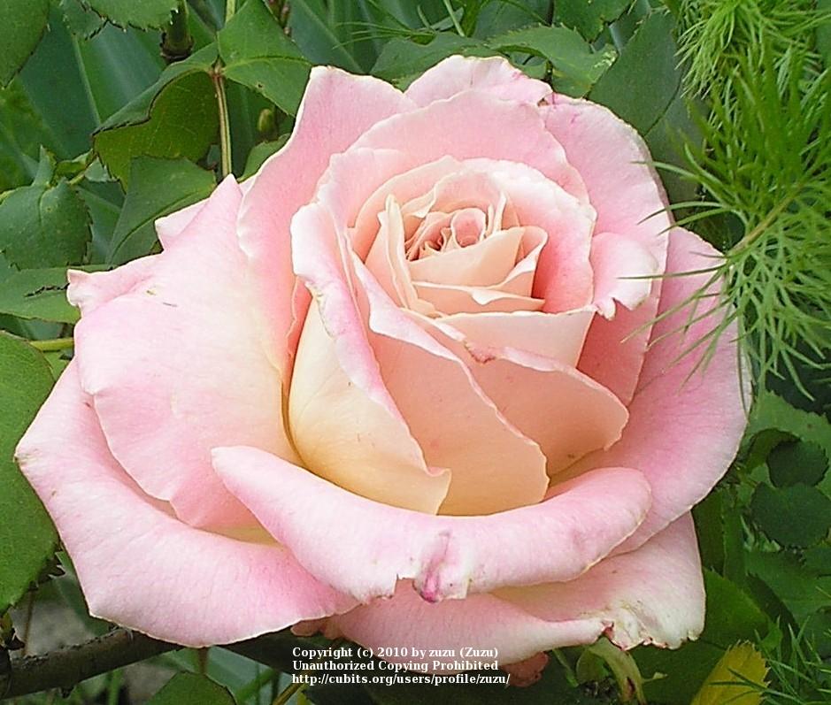 Photo of Rose (Rosa 'Strawberry Romance') uploaded by zuzu