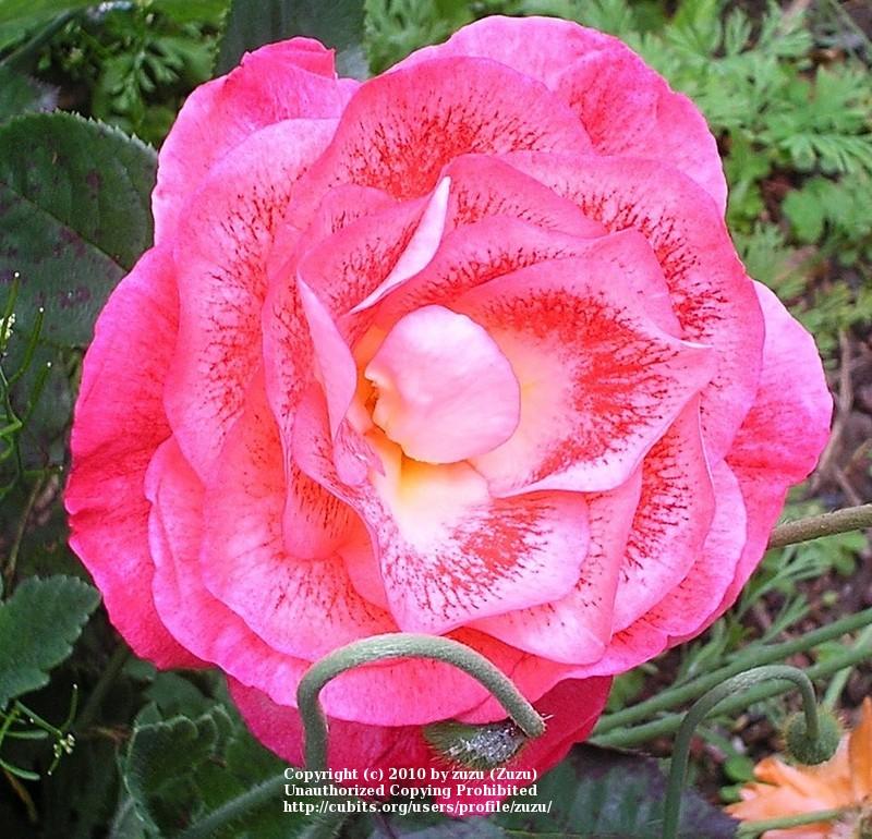 Photo of Rose (Rosa 'Modern Art') uploaded by zuzu