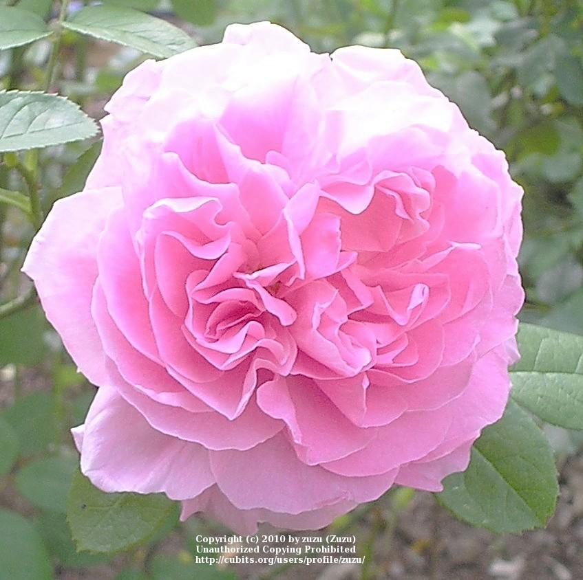 Photo of English Shrub Rose (Rosa 'Kathryn Morley') uploaded by zuzu