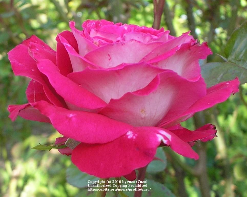 Photo of Rose (Rosa 'Caramba') uploaded by zuzu