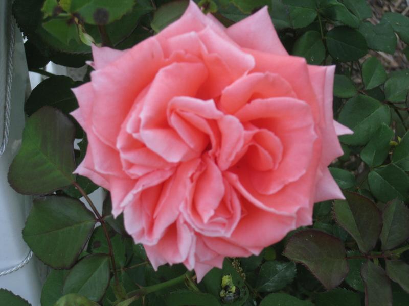 Photo of Rose (Rosa 'Tropicana') uploaded by Hemophobic