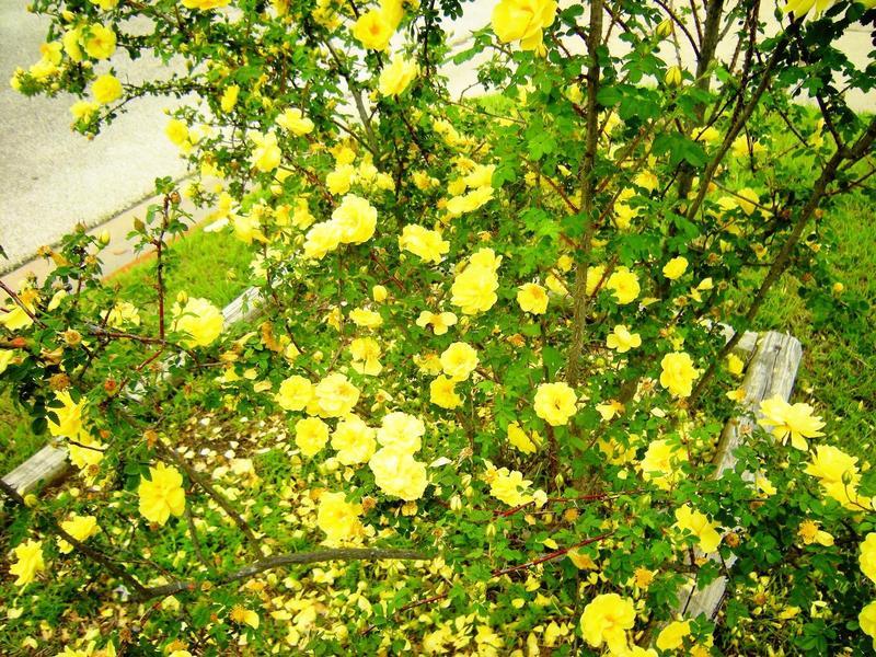 Photo of Rose (Rosa 'Harison's Yellow') uploaded by melva