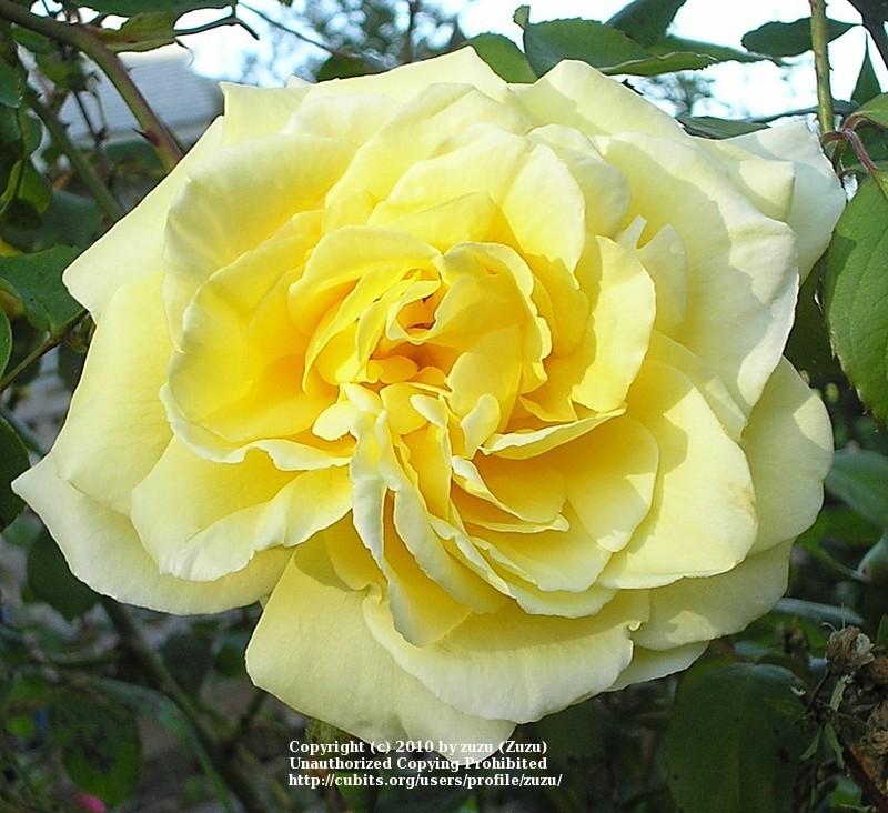 Photo of Rose (Rosa 'Sun Flare, Cl.') uploaded by zuzu