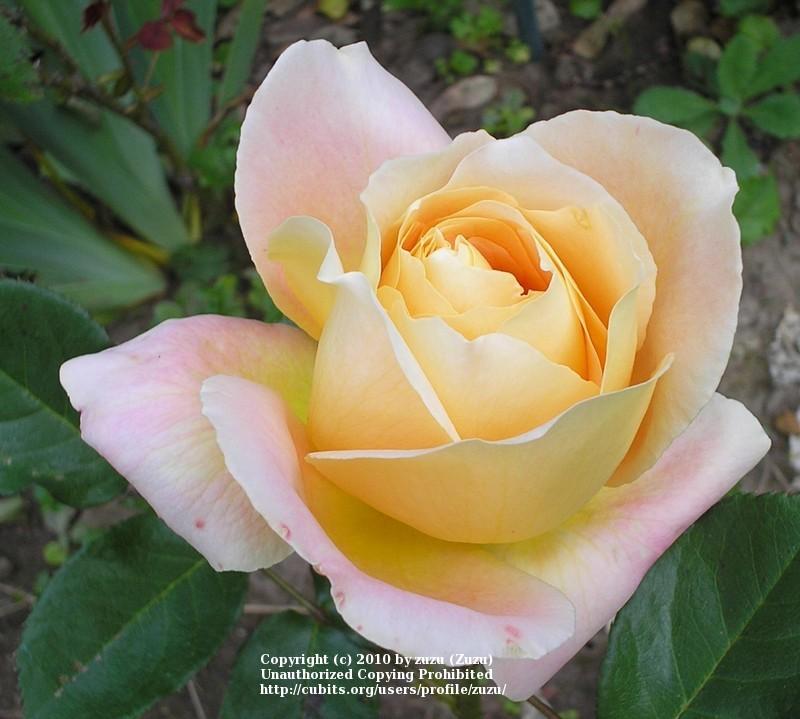 Photo of Rose (Rosa 'Alpine Sunset') uploaded by zuzu