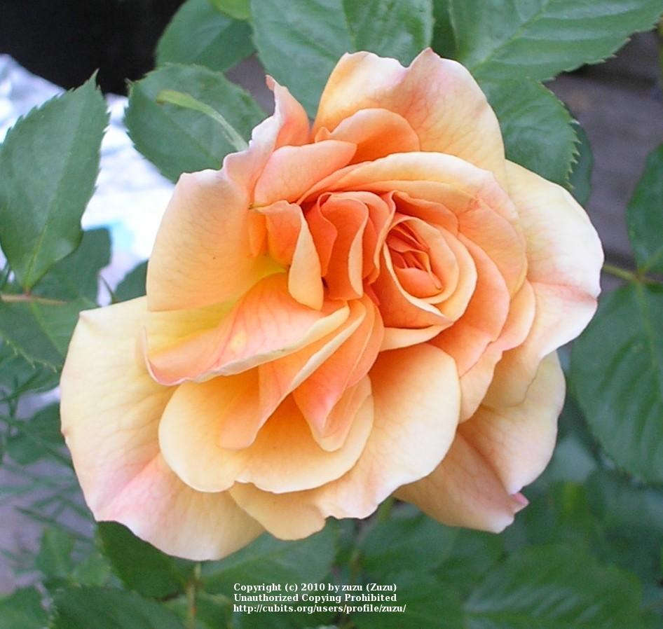 Photo of Rose (Rosa 'Autumn Sunset') uploaded by zuzu