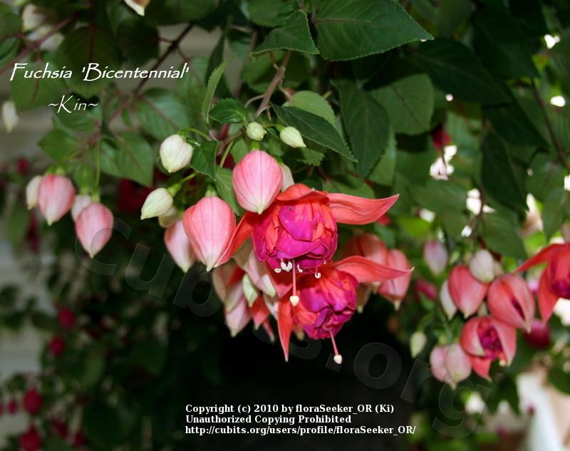 Photo of Fuchsia 'Bicentennial' uploaded by floraSeeker_OR