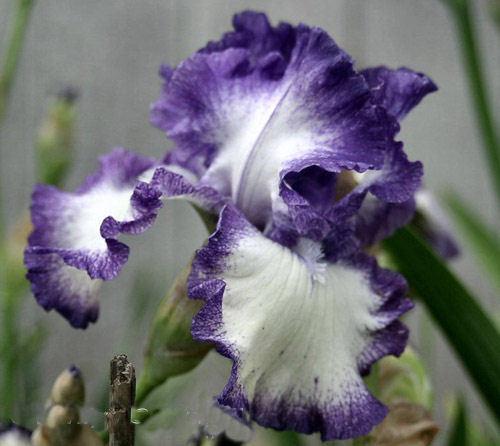 Photo of Tall Bearded Iris (Iris 'American Classic') uploaded by MShadow
