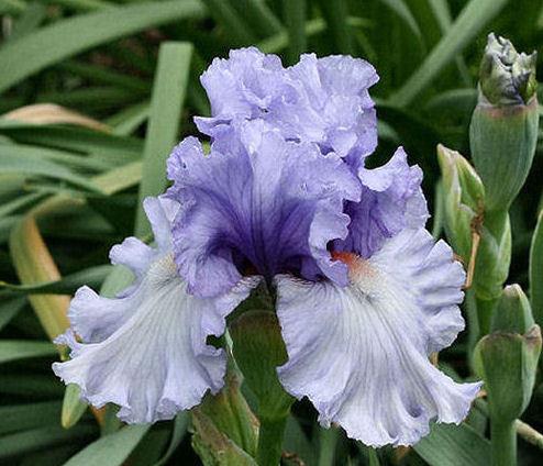 Photo of Tall Bearded Iris (Iris 'Adoregon') uploaded by MShadow