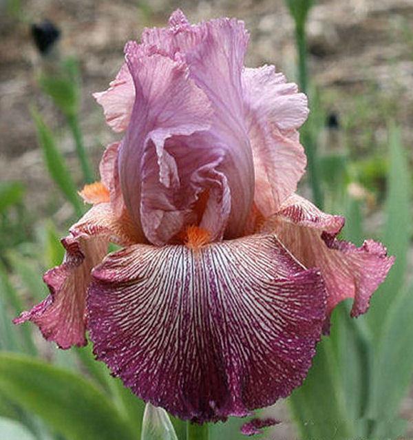 Photo of Tall Bearded Iris (Iris 'Anything Goes') uploaded by MShadow