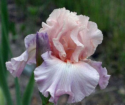 Photo of Tall Bearded Iris (Iris 'Amiable') uploaded by MShadow