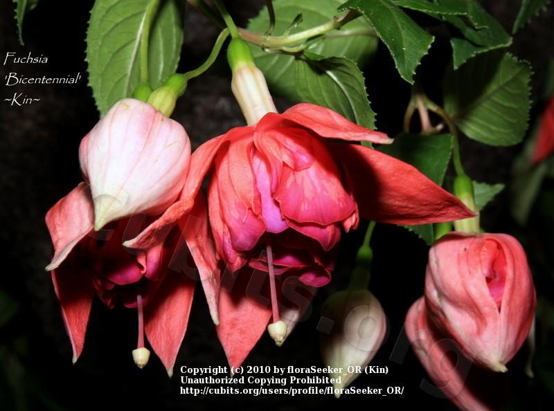 Photo of Fuchsia 'Bicentennial' uploaded by floraSeeker_OR