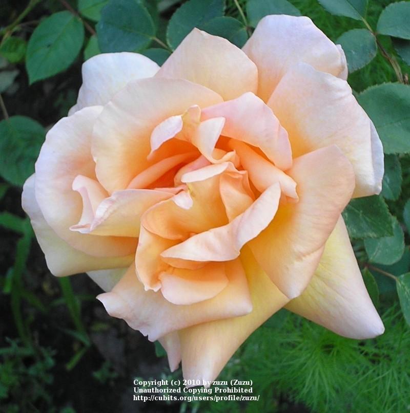Photo of Rose (Rosa 'Beaute') uploaded by zuzu