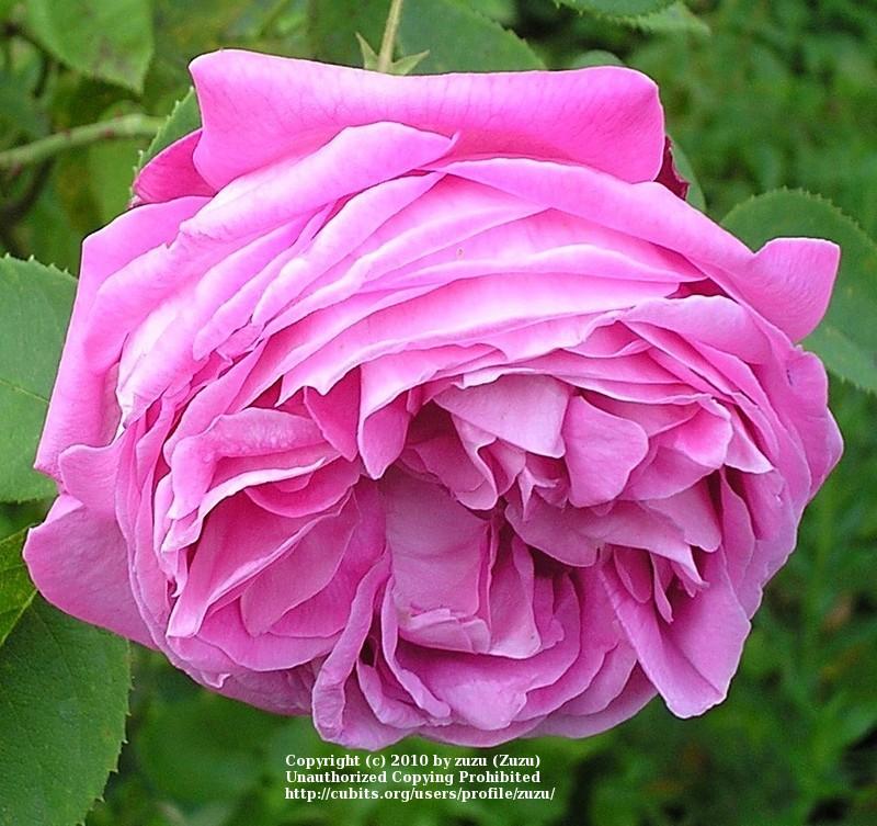 Photo of Rose (Rosa 'Baronne Prevost') uploaded by zuzu