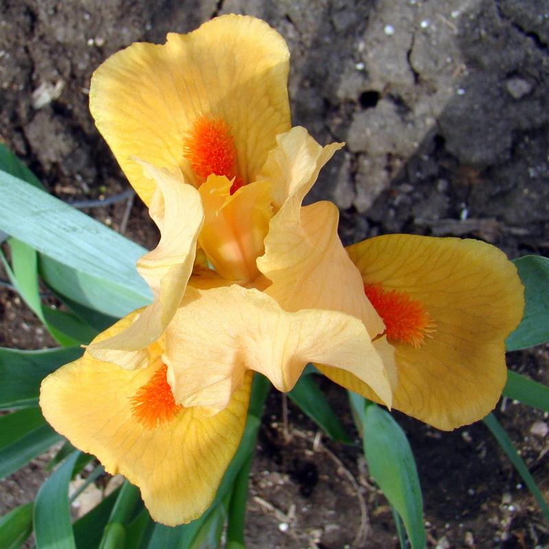 Photo of Standard Dwarf Bearded Iris (Iris 'Orange Tiger') uploaded by stilldew